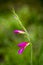 Wild purple flowers macro gladiolus  italicum iridaceae fifty megapixels printables art