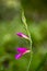 Wild purple flowers macro gladiolus  italicum iridaceae fifty megapixels printables art