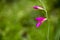 Wild purple flowers macro gladiolus  italicum iridaceae fifty megapixels printables art