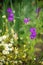 Wild purple flowers and small chamomiles grows in the summer garden