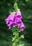 Wild purple foxgloves in close up