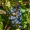 Wild Purple Grapes Ripe Ready to Pick