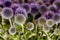 Wild purple green thistel flowers background makro