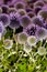 Wild purple green thistel flowers background makro