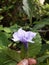 Wild purple Kencana flower (Ruellia tuberosa) which has a unique and beautiful flower shape