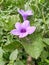 Wild purple Kencana or Pletekan is a blue or purple bush plant that has dry seeds which can explode when exposed to water