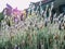 Wild purple lavandula lanata flower under the sun in the backyard with house behind