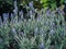 Wild purple lavandula lanata flower under the sun in the backyard with house behind