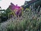 Wild purple lavandula lanata flower under the sun in the backyard with house behind