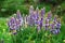 Wild Purple Lupine