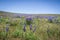 Wild Purple Lupines In Colorado