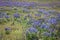 Wild Purple Lupines In Colorado Meadow