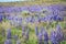 Wild Purple Lupines In Colorado Meadow