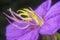 The wild purple melastoma malabathricum flower