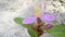 Wild purple melastoma malabathricum flower plant
