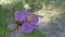 Wild purple melastoma malabathricum flower plant