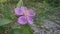 Wild purple melastoma malabathricum flower plant