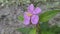 Wild purple melastoma malabathricum flower plant