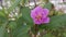 Wild purple melastoma malabathricum flower plant