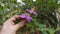 wild purple melastoma malabathricum plant