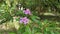 wild purple melastoma malabathricum plant