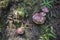 Wild Purple Mushrooms on the Forest Floor