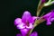 Wild purple orchid of Monte Argentario, Maremma, Tuscany, Italy