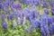 Wild Purple and Pale Blue Lupines In Colorado