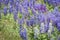 Wild Purple and Pale Blue Lupines In Colorado