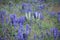 Wild Purple and White Lupines In Colorado Meadow