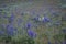 Wild Purple and White Lupines In Colorado Meadow