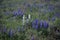 Wild Purple and White Lupines In Colorado Meadow