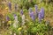 Wild Purple and White Lupines In Colorado Meadow