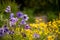 Wild purple and yellow flowers