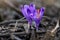 Wild purple and yellow iris Crocus heuffelianus / discolor  flower growing in shade, dry grass and leaves around