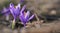 Wild purple and yellow iris Crocus heuffelianus discolor flower growing in shade, dry grass and leaves around