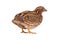 Wild quail  Coturnix coturnix isolated on a white