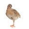 Wild quail, Coturnix coturnix, isolated on a white background