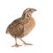 Wild quail, Coturnix coturnix, isolated on a white background