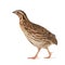 Wild quail, Coturnix coturnix, isolated on a white background