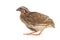 Wild quail, Coturnix coturnix, isolated on a white background