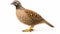 wild quail Coturnix coturnix isolated on a white background. generative ai