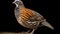 wild quail Coturnix coturnix isolated on a white background. generative ai