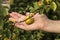 Wild quince. The fruit of a wild-growing quince in the hand of a middle-aged woman