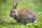 Wild rabbit