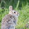 Wild Rabbit