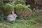 Wild rabbit against foliage in countryside
