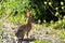 Wild rabbit basking in the sunshine