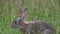 Wild rabbit enjoying the lush long grass