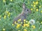 Wild rabbit in a field of buttercups and dandelions